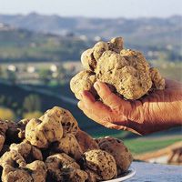 Tartufo