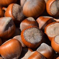 Nocciole
